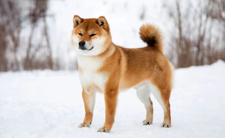  Shiba Inu